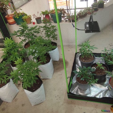 Lemonade Punch  #2 growlog timeline photo