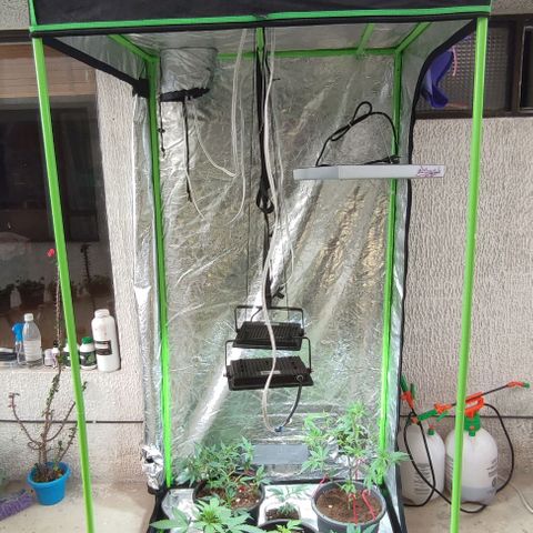 Lemonade Punch  #2 growlog timeline photo