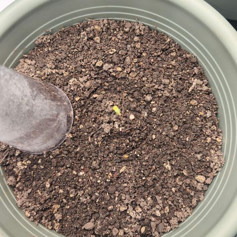 Gelato  growlog timeline photo