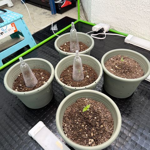 Gelato  growlog timeline photo