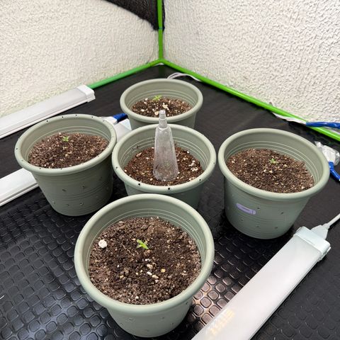 Gelato  growlog timeline photo