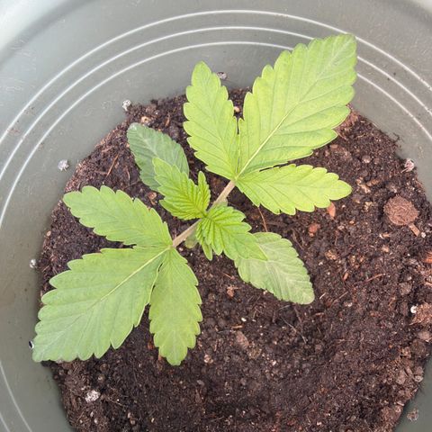 Gelato  growlog timeline photo