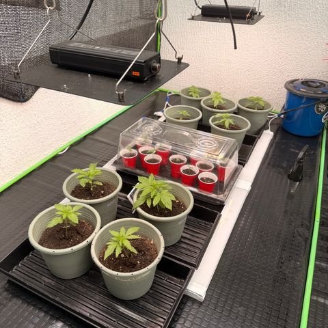 Gelato  growlog timeline photo