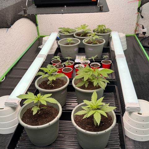 Gelato  growlog timeline photo