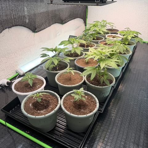 Gelato  growlog timeline photo