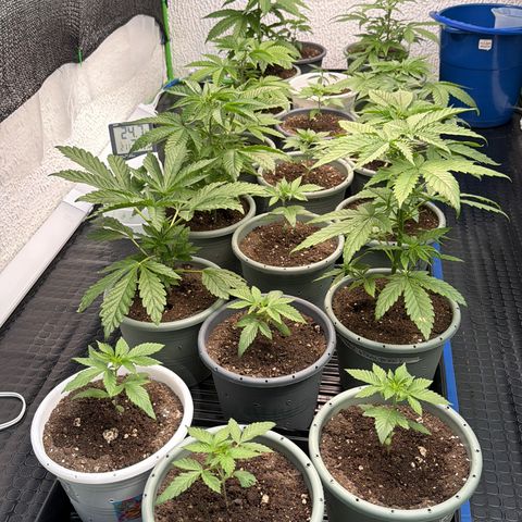 Gelato  growlog timeline photo