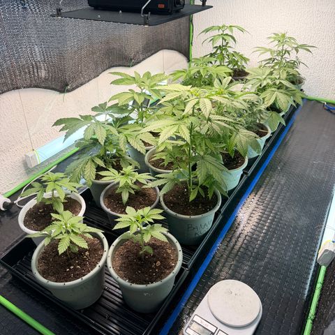 Gelato  growlog timeline photo