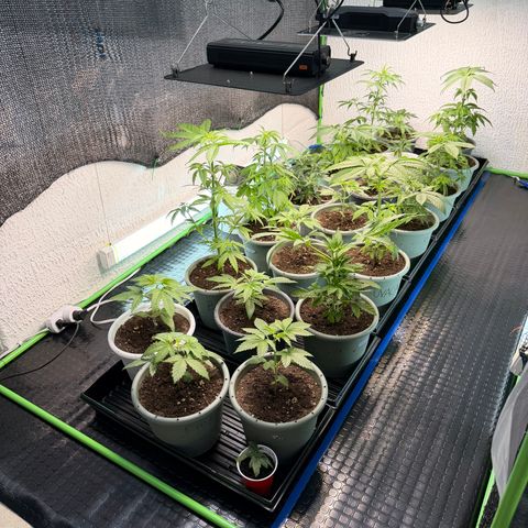 Gelato  growlog timeline photo