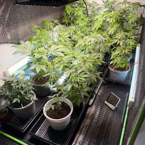 Gelato  growlog timeline photo