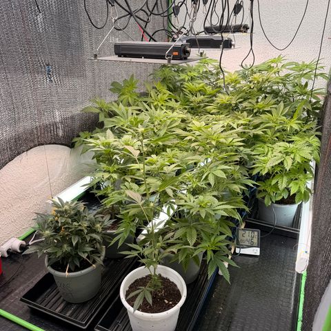 Gelato  growlog timeline photo