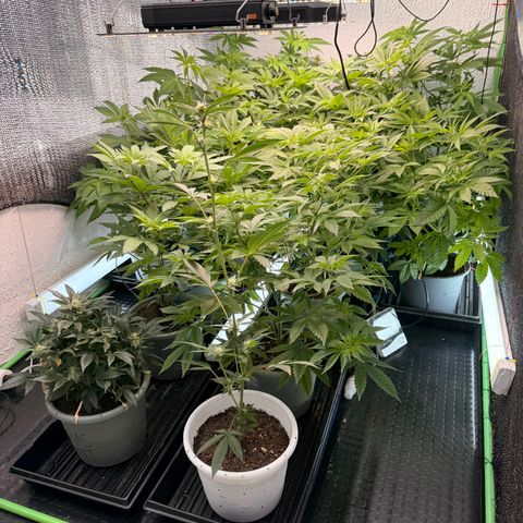 Gelato  growlog timeline photo