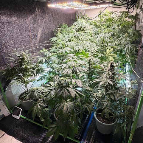Gelato  growlog timeline photo