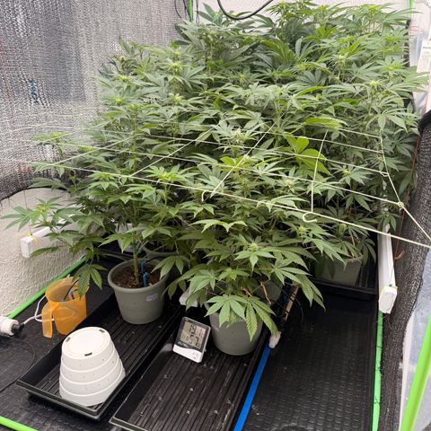 Gelato  growlog timeline photo