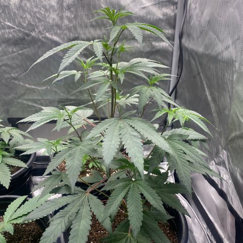 Keke aka Lakeitha growlog timeline photo