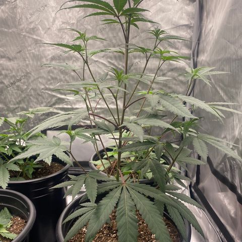 Keke aka Lakeitha growlog timeline photo