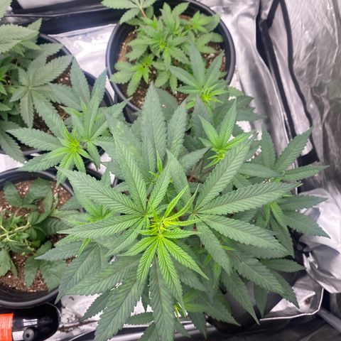 Keke aka Lakeitha growlog timeline photo