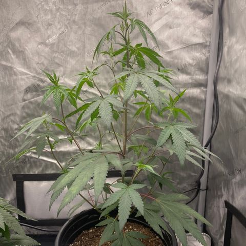 Keke aka Lakeitha growlog timeline photo