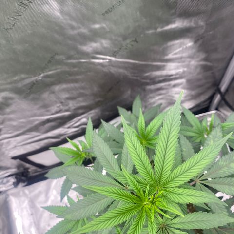 Keke aka Lakeitha growlog timeline photo