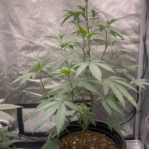 Keke aka Lakeitha growlog timeline photo