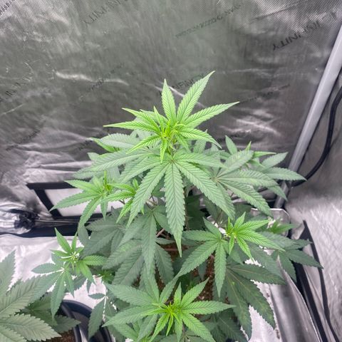 Keke aka Lakeitha growlog timeline photo
