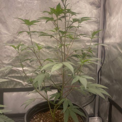 Keke aka Lakeitha growlog timeline photo