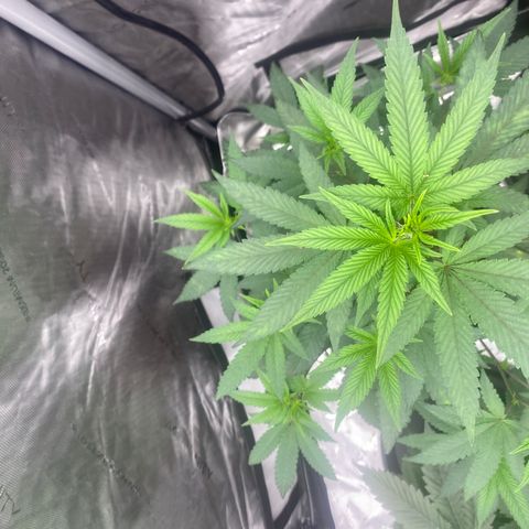 Keke aka Lakeitha growlog timeline photo
