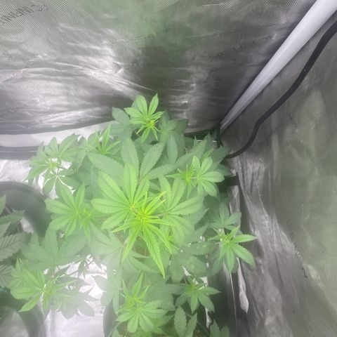 Keke aka Lakeitha growlog timeline photo
