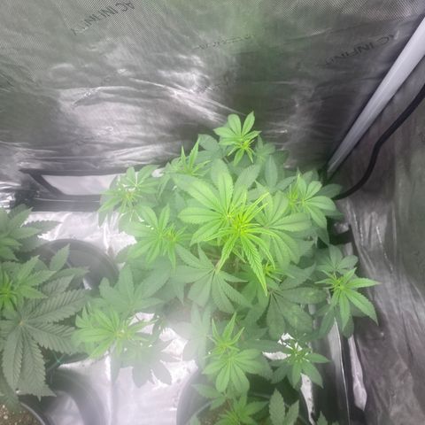 Keke aka Lakeitha growlog timeline photo