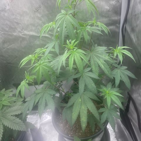 Keke aka Lakeitha growlog timeline photo