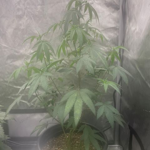 Keke aka Lakeitha growlog timeline photo