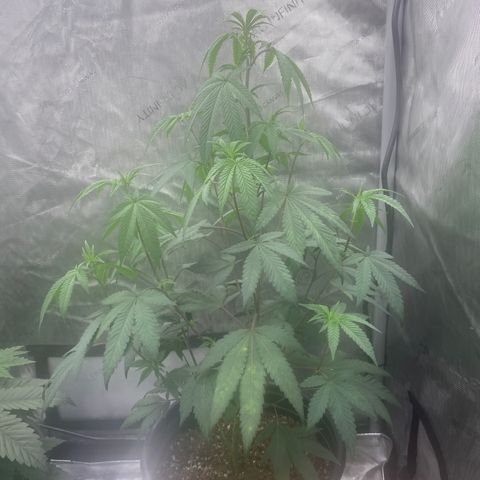 Keke aka Lakeitha growlog timeline photo