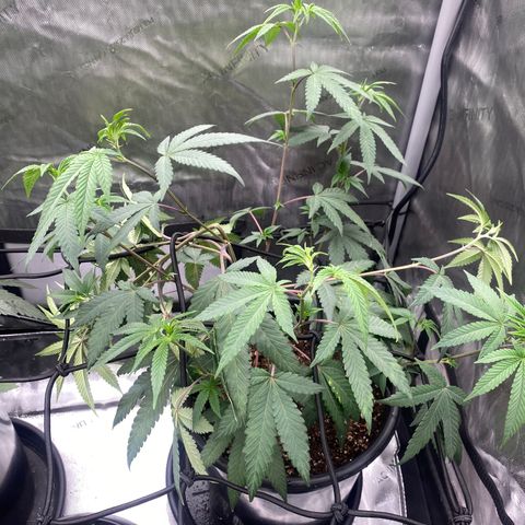 Keke aka Lakeitha growlog timeline photo
