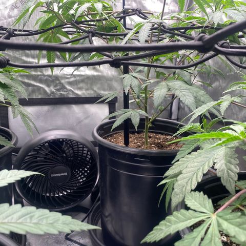 Keke aka Lakeitha growlog timeline photo