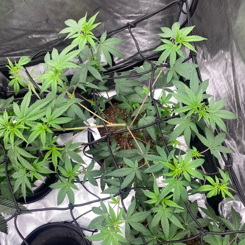 Keke aka Lakeitha growlog timeline photo