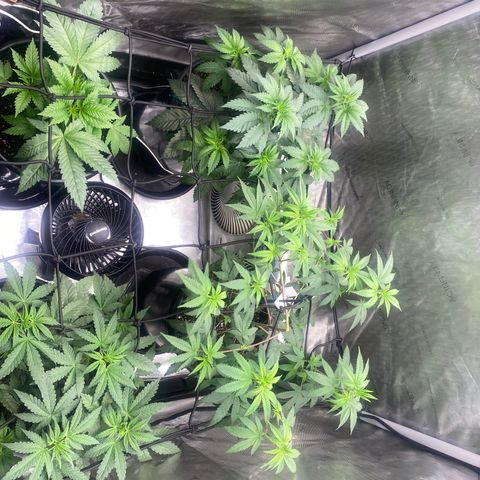 Keke aka Lakeitha growlog timeline photo