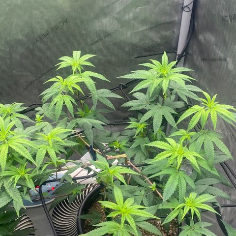 Keke aka Lakeitha growlog timeline photo