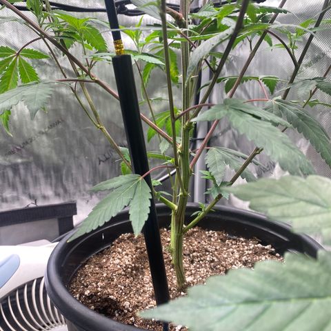 Keke aka Lakeitha growlog timeline photo