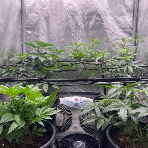 Keke aka Lakeitha growlog timeline photo