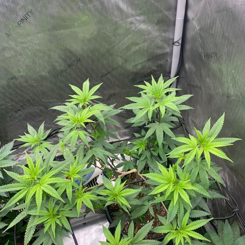 Keke aka Lakeitha growlog timeline photo
