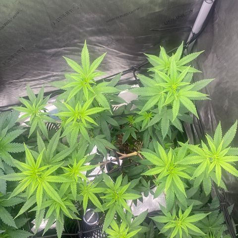Keke aka Lakeitha growlog timeline photo