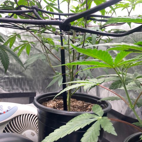 Keke aka Lakeitha growlog timeline photo