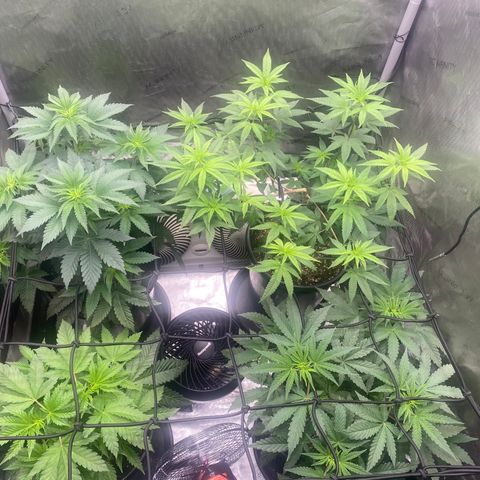 Keke aka Lakeitha growlog timeline photo