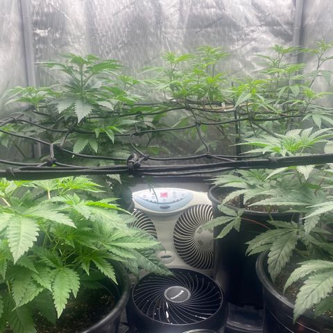 Keke aka Lakeitha growlog timeline photo