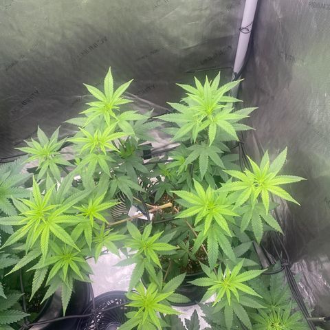 Keke aka Lakeitha growlog timeline photo