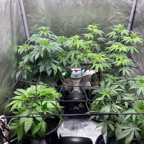 Keke aka Lakeitha growlog timeline photo