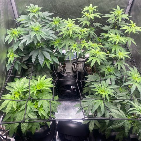 Keke aka Lakeitha growlog timeline photo