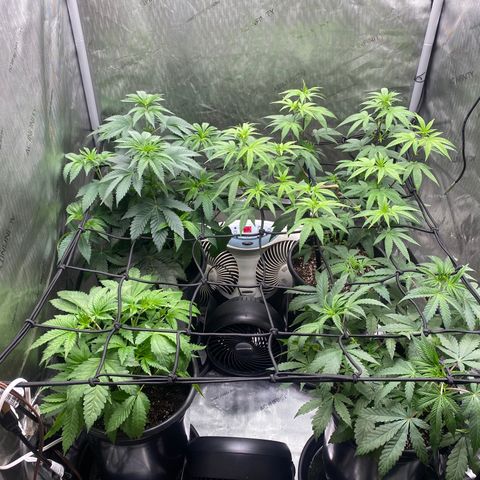 Keke aka Lakeitha growlog timeline photo