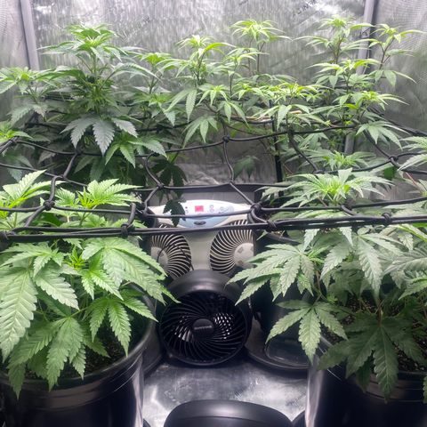 Keke aka Lakeitha growlog timeline photo