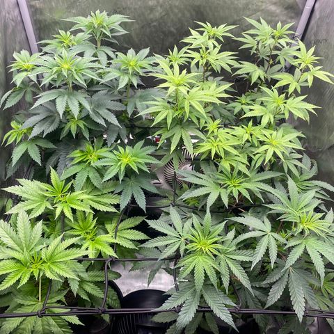 Keke aka Lakeitha growlog timeline photo