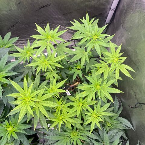 Keke aka Lakeitha growlog timeline photo